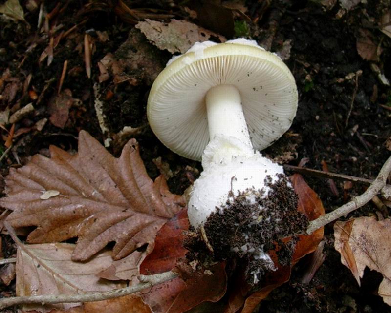 502 Novembre vecchio ritrovamento